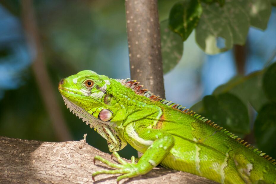 iguana